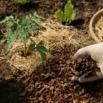 Pacciamatura naturale: i materiali che migliorano il raccolto e proteggono le radici