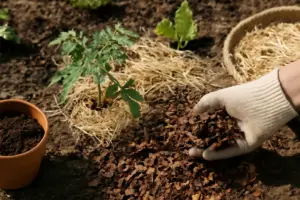 Pacciamatura naturale: i materiali che migliorano il raccolto e proteggono le radici